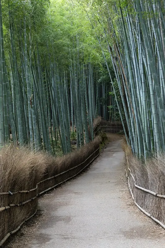 A path between towering green bamboo in Arashiyama