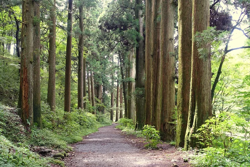 Tall cedar trees lining the old Tokaido avenue in Hakone