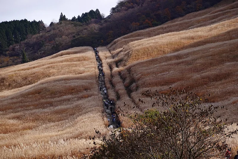 Visitors following the path through Sengokuhara pampas grass in autumn