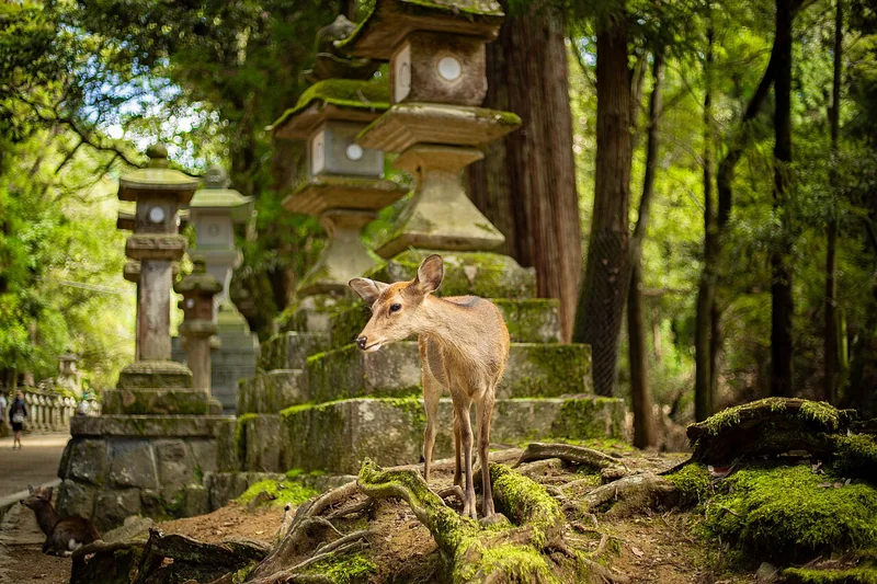A deer among moss-covered stone lanterns and trees in Nara Park