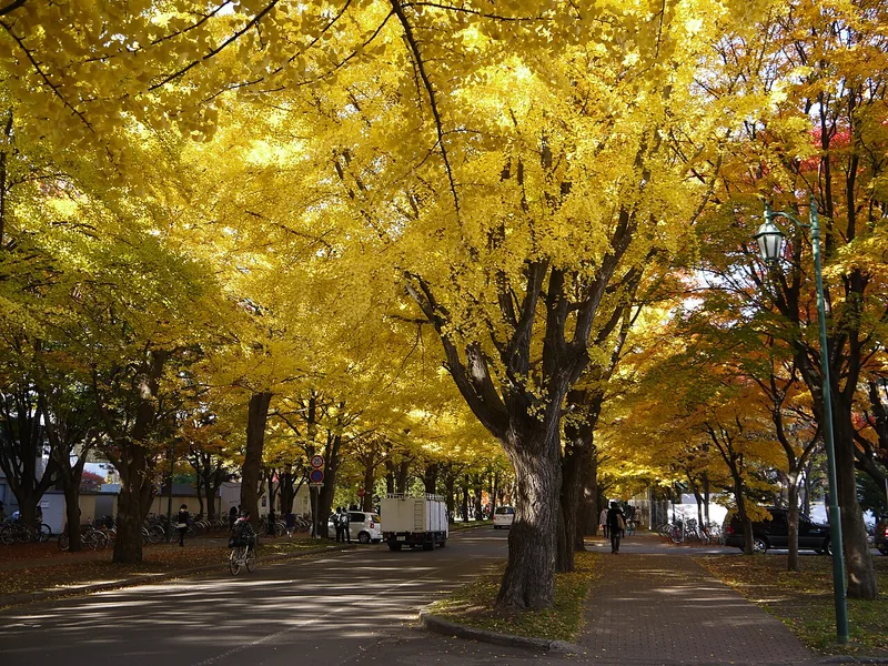 Golden ginkgo trees beside a path at Hokkaido University