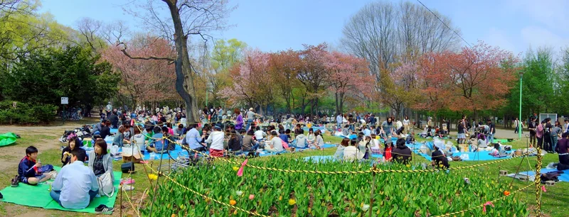 Spring picnics beneath the trees of Maruyama Park in Sapporo
