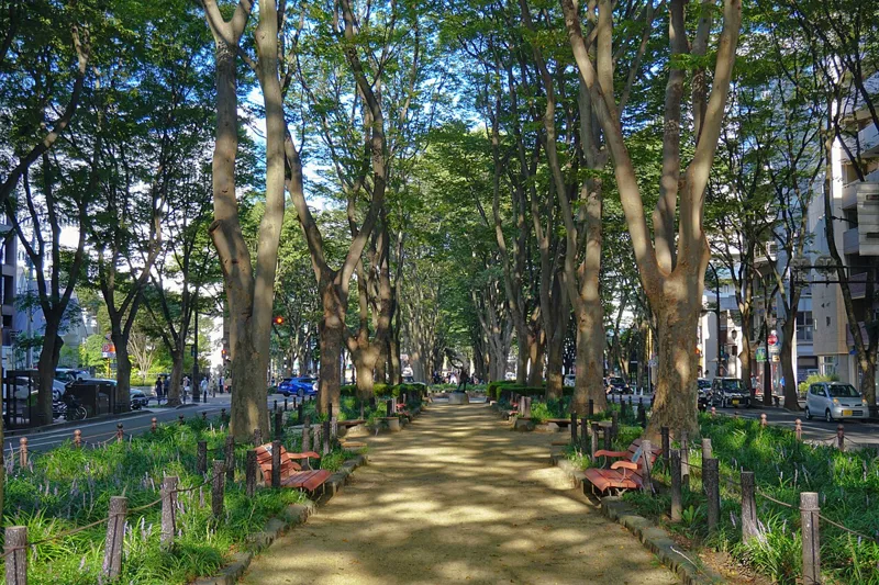Trees and benches on the central promenade of Jozenji-dori