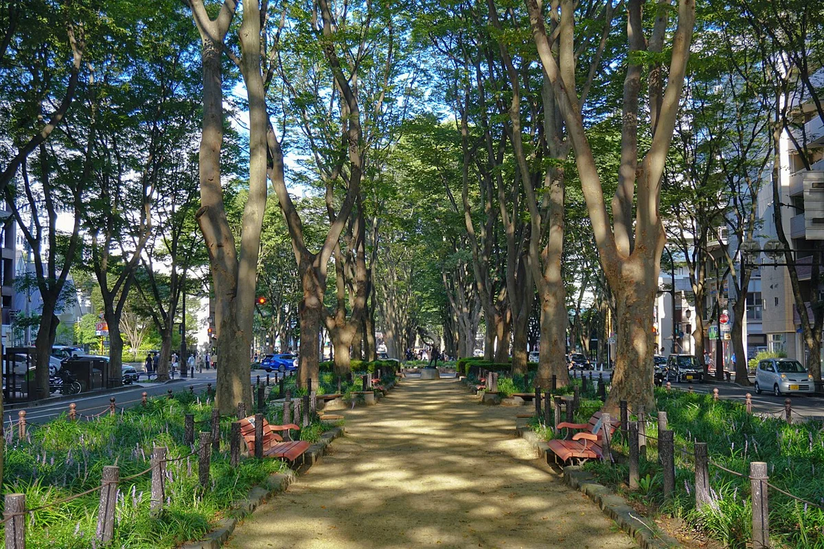 Trees and benches on the central promenade of Jozenji-dori