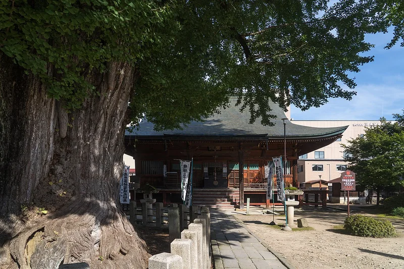 The great ginkgo tree and temple buildings at Hida Kokubunji
