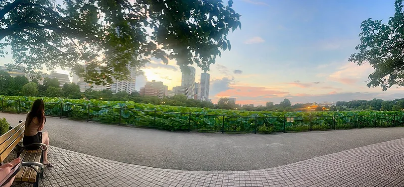 A tree-shaded path beside the lotus pond in Ueno Park at sunset