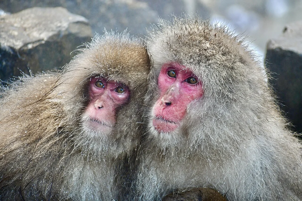 Two Japanese macaques at Jigokudani Monkey Park