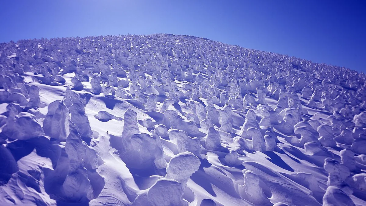 Ice-coated trees across a snowy mountainside at Zao under a clear blue sky