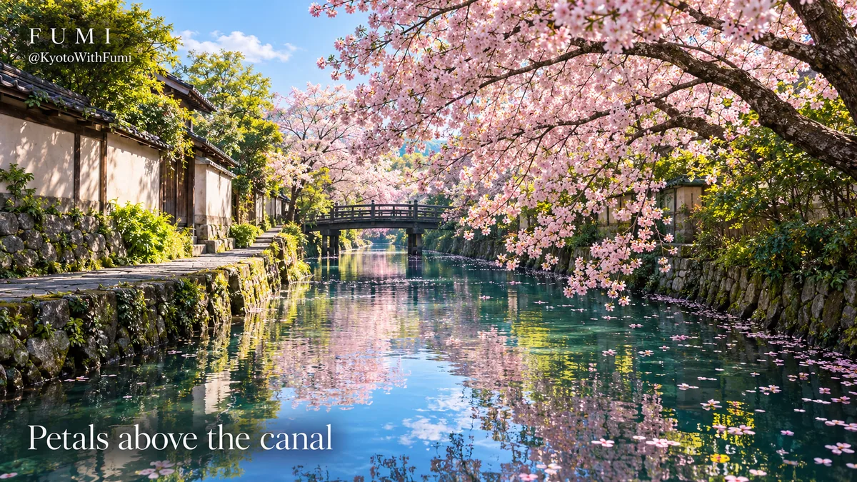 Pale cherry blossom arches above a Kyoto-inspired canal in spring light. Original Fumi illustration.
