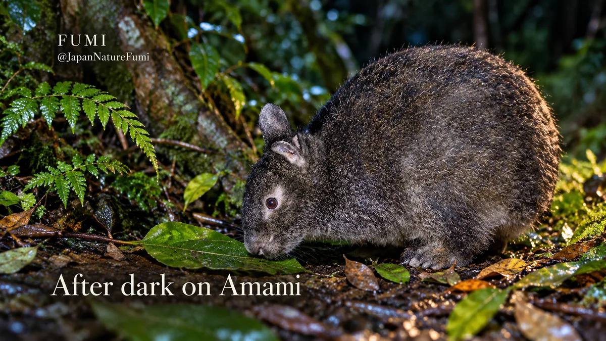 A short-eared Amami rabbit explores damp leaves beside a forest path at night. Original Fumi illustration.